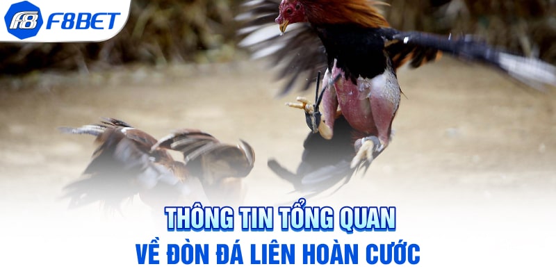 Thông tin tổng quan về đòn đá liên hoàn cước