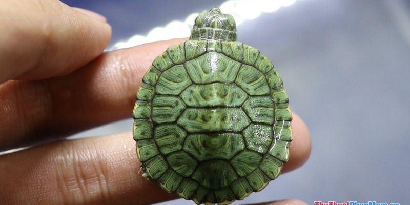 Mơ thấy rùa đánh số mấy là thắc mắc của nhiều người